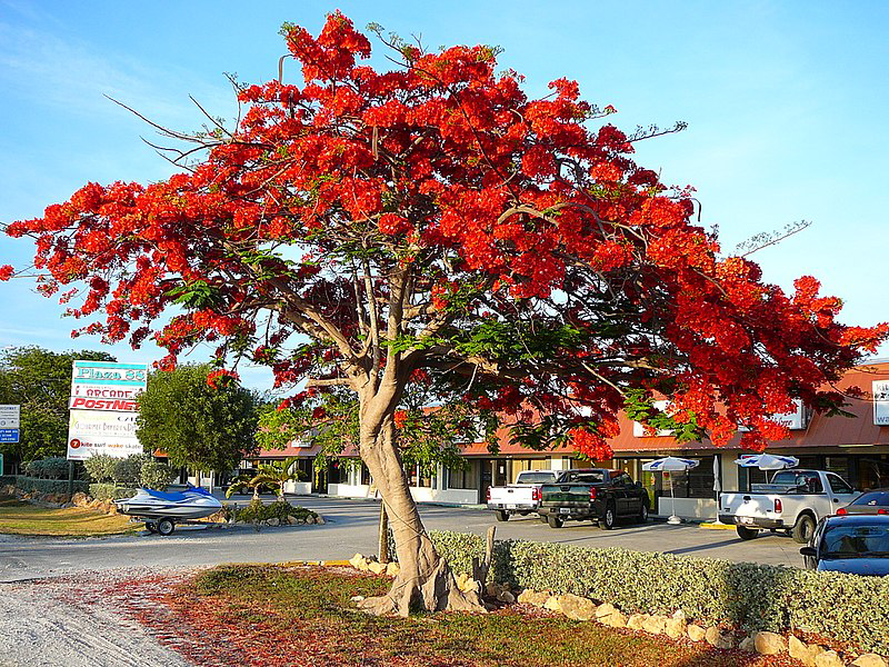 Flame-tree