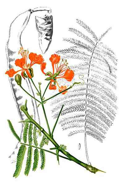 Plant-illustration-of-Flame-tree