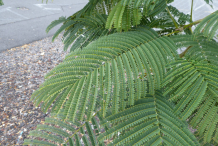 Leaves-of-Flame-tree