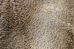 Bark-of-Flame-tree