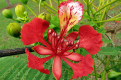 Closer-view-of-flowers-of-Flame-tree