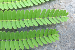 Closer-view-of-leaflets-of-Flame-tree