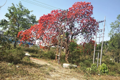 Flame-tree-growing-wild