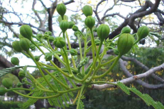 Flowering-buds-of-Flame-tree