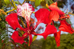 Flowers-of-Flame-tree