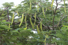 Immature-fruits-of-Flame-tree