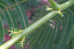 Leaf-like-stipules-at-the-base-of-new-leaves
