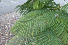 Leaves-of-Flame-tree