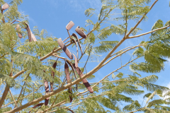 Mature-fruits-of-Flame-tree