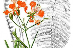 Plant-illustration-of-Flame-tree