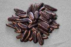 Seeds-of-Flame-tree