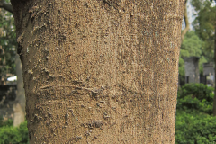 Trunk-of-Flame-tree