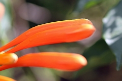 Closer-view-of-buds-of-Flamevine