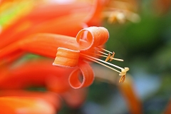 Closer-view-of-flower-of-Flamevine