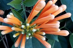 Buds of Flamevine