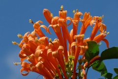 Flamevine-Flower