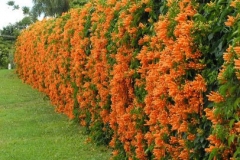 Flamevine-Plant