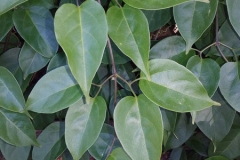 Leaves-of-Flamevine