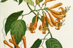 Plant-illustration-of-Flamevine
