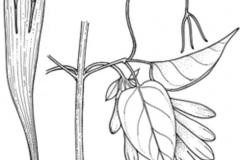 Sketch-of-Flamevine