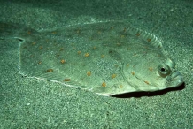 Flatfish-1