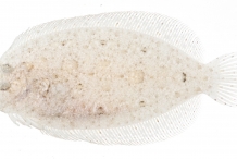 Flatfish-2