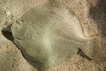 Flatfish-3