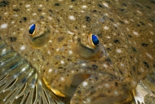 Flatfish-eyes