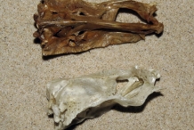 Flatfish-skull