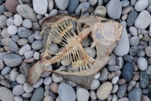 Skeleton-of-Flatfish