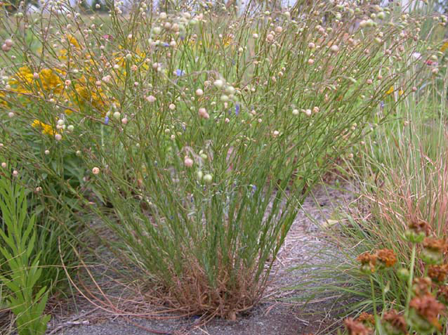 Flaxseed-plant