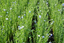 Flaxseed-farm