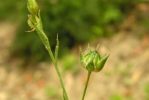 Flaxseed-flower-bud