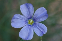 Flaxseed-flower