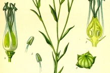 Flaxseed-illustration