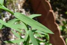 Flaxseed-leaves