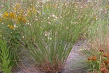 Flaxseed-plant