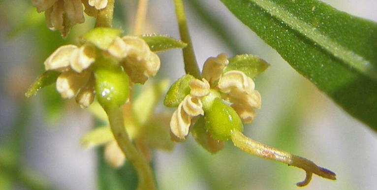 Closer-view-of-flower-of-Florida-hopbush