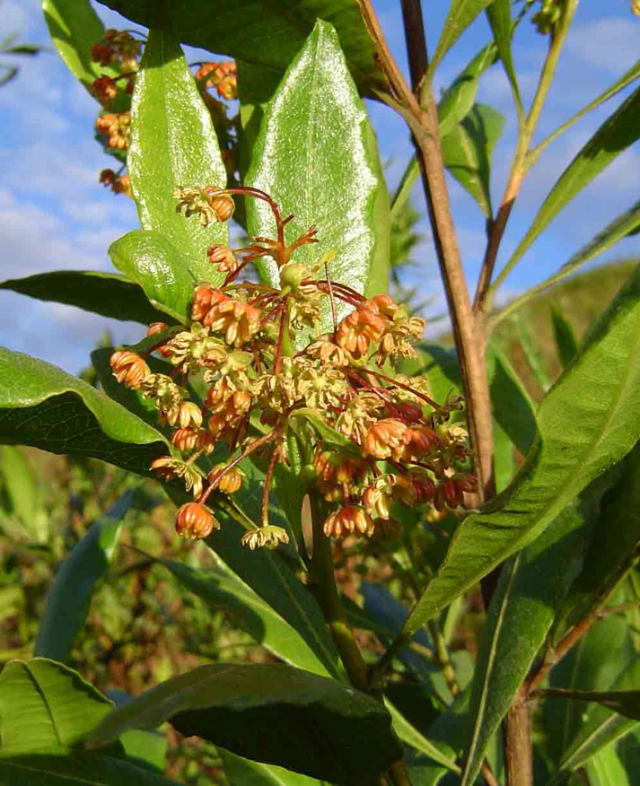 Flowers-of-Florida-hopbush
