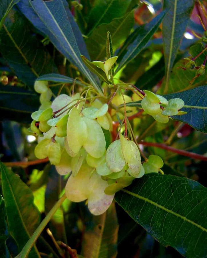 Immature-fruits-of-Florida-hopbush