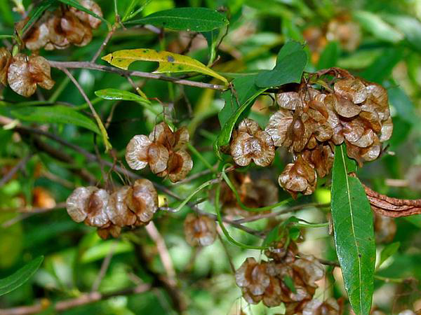 Mature-fruits-of-Florida-hopbush