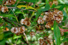Mature-fruits-of-Florida-hopbush