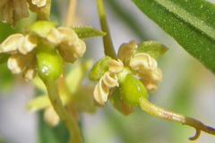 Closer-view-of-flower-of-Florida-hopbush