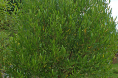 Florida-hopbush-plant-growing-wild