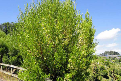 Florida-hopbush-plant