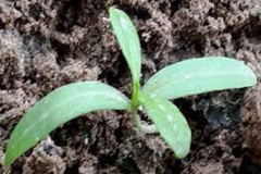 Florida-hopbush-saplings