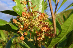 Flowers-of-Florida-hopbush