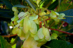 Immature-fruits-of-Florida-hopbush