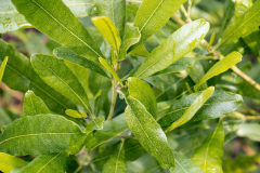 Leaves-of-Florida-hopbush
