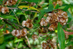 Mature-fruits-of-Florida-hopbush